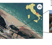 Noctuoid Moths as Bioindicators in Coastal Dune Ecosystems