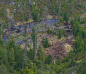 Forests at Risk: New eLTER Policy Brief on Resilience to Climate Extremes